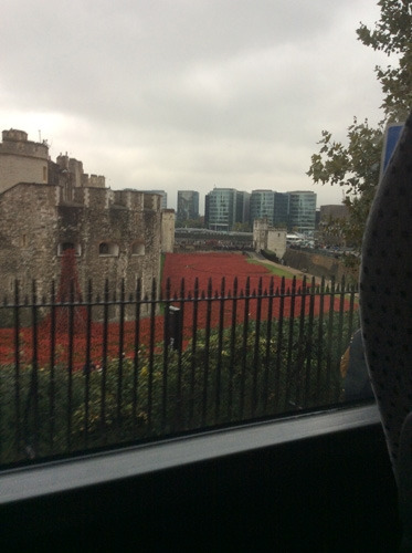 The poppies at the Tower of London spill out of a window and fill the moat.