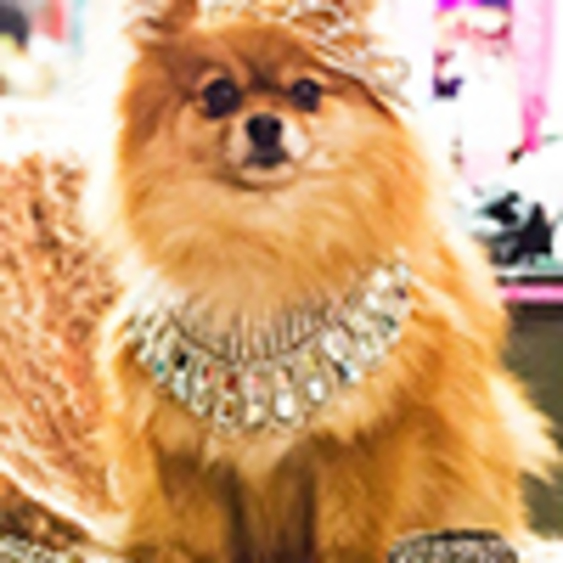 Trixie