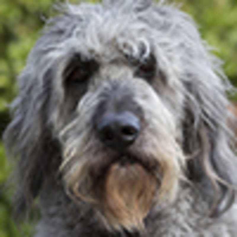 Bowdie