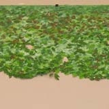 Foliage cutout  30'4