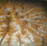 Tree Scrim View 2 29'11.5